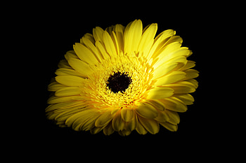 Yellow flower, Gerbera, close up HD wallpaper