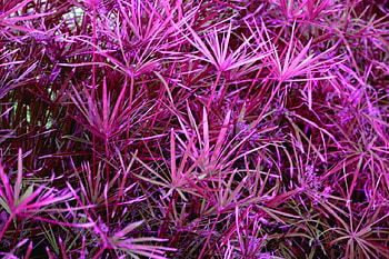 Flowers, Pink, Garden, Purple HD wallpaper