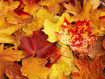 Background, Autumn, Leaves HD wallpaper