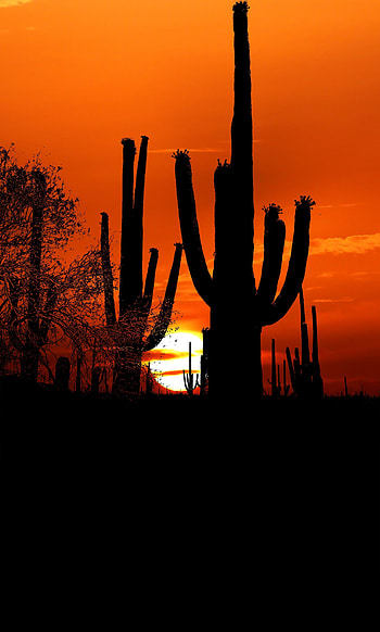 Cactuses, Sunset, Sun, Twilight, Dark, Dusk, Outlines HD phone wallpaper