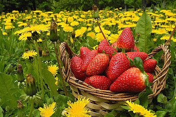 Flowers, Food, Strawberry, Dandelions, Berries, Basket, Meadow HD wallpaper