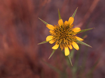 Star flower, flowers, yellow HD wallpaper