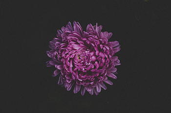 Purple Flower Blossom , purple, flowers, blossom HD wallpaper