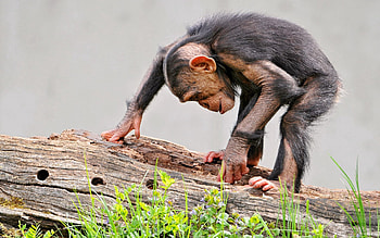 Animals, Grass, Monkey, Log, Chimpanzee HD wallpaper