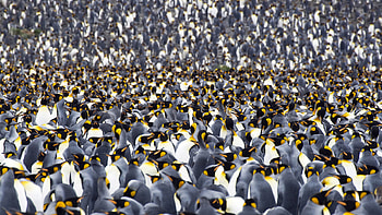 Emperor penguin, , Majestic creature, Antarctic wonder HD wallpaper