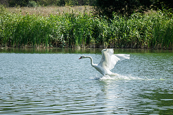 swan, swan HD wallpaper