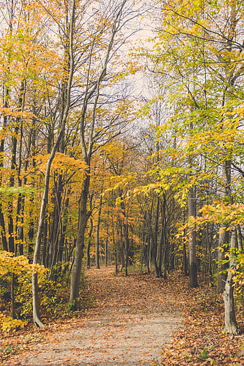 A tranquil forest pathway in autumn, lined with colorful leaves and trees, perfect for nature lovers. HD phone wallpaper