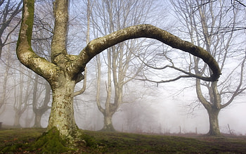 Gothic forest , Enchanting landscapes, Nature's mystery, Dark allure HD wallpaper