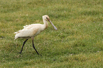 Animals, Grass, Bird, Beak HD wallpaper