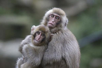 Monkeys, cool, funny HD wallpaper