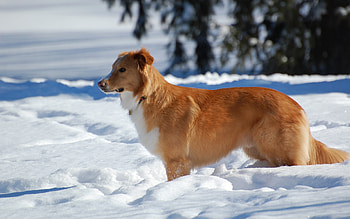 Animals, Snow, Dog, To Stand, Stand, Waiting, Expectation HD wallpaper