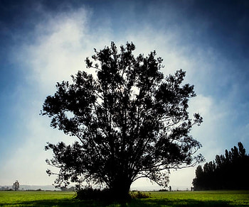 big tree, shadow, plant, nature, land, tree HD wallpaper