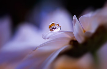 Water Drop on Daisy, drop, macro, daisy, flower HD wallpaper