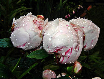 after the rain peonys, peonys, white pink, garden, beautiful, rain drops HD wallpaper