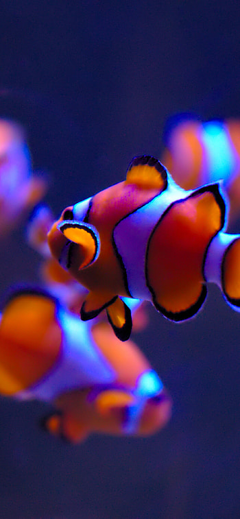 Clownfish , aquarium, Underwater animals, Exotic marine life HD phone wallpaper
