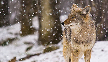 Coyote , backgrounds HD wallpaper