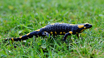 Amphibious creature, Grass-dwelling, Salamander species, Natural environment HD wallpaper