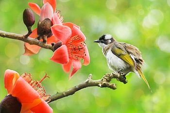 Bird, summer, flower, green, red, pasare, cute HD wallpaper