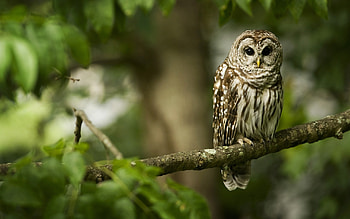 Animals, Owl HD wallpaper