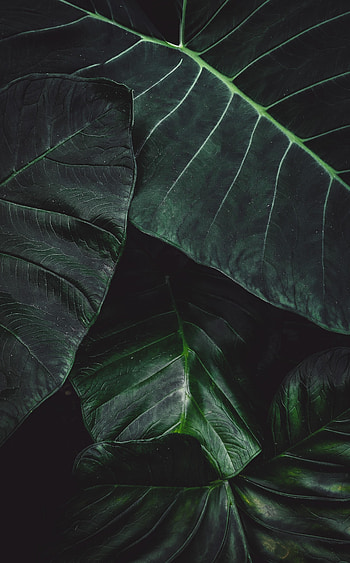 Leaves, Plant, Macro, Surface HD phone wallpaper