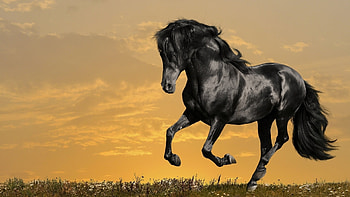Animals, Horses HD wallpaper