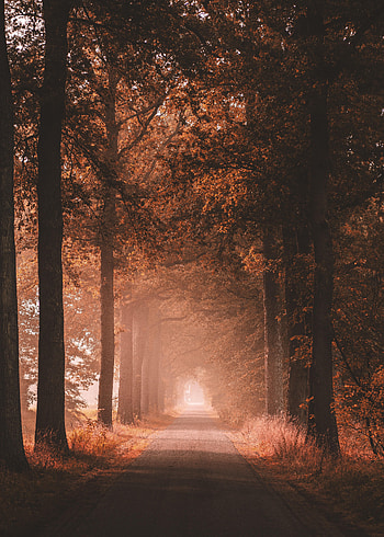 Nature, Trees, Road, Alley, Dahl, Distance HD phone wallpaper