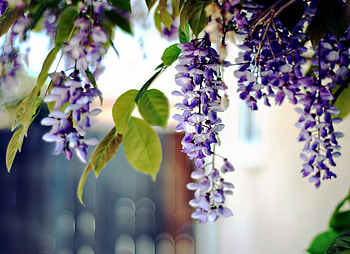 Flowers, Leaves, Grapes, Plant, Branch, Bunches, Acacia HD wallpaper