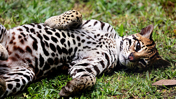 Ocelot, Lying , U resolution, Relaxing pose HD wallpaper