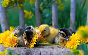Animals, Flowers, Grass, Color, Ducklings HD wallpaper