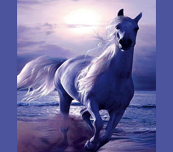 Twilight run, blue, gallop, white horse, misty, evening, beach HD wallpaper