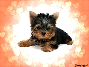 CUTE PUPPY, CUTE, PUPPY, CREATION, HEARTS HD wallpaper