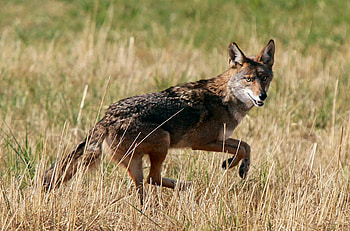 Coyote, Authorities' warning, Recent attacks, Vigilance urged HD wallpaper