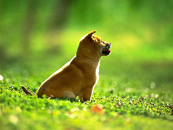 Enjoying nature, dog, puppy, grass, nature HD wallpaper