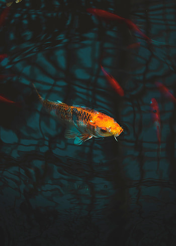 Animals, Aquarium, Fish, Carp, Carp Koi, Koi Carp HD phone wallpaper