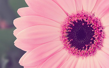 Gerbera, Girly HD wallpaper