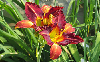 Lilies, summer, nature, flowers HD wallpaper