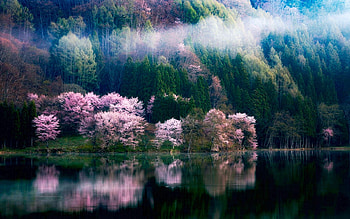 In The Morning Mist, trees, water, spring, blossoms, reflections HD wallpaper