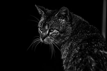 Confident, cat, muzzle, pet, monochrome HD wallpaper
