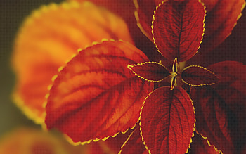 Flowers Macrography, nature, flowers, macro HD wallpaper