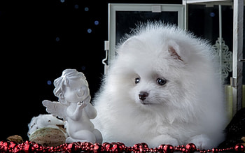 Christmas puppy, white, black, craciun, figurine, angel, puppy, christmas, red, spitz HD wallpaper