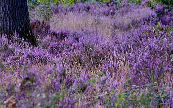 Lavender, flowers HD wallpaper