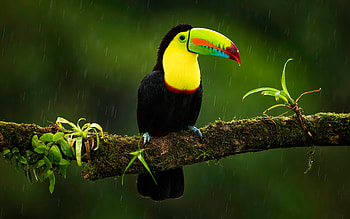 Toucan, animal, bird, tree HD wallpaper
