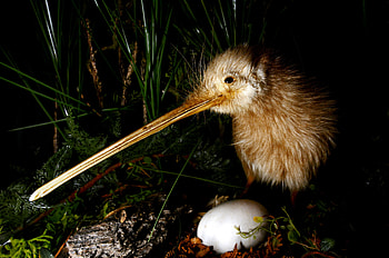 Kiwi Birds, Going blind, New Zealand News NZ Herald HD wallpaper