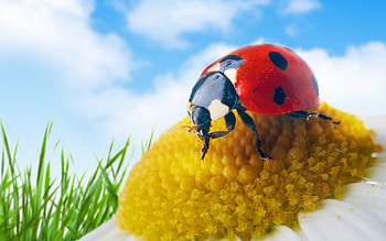 Insects, Ladybugs HD wallpaper