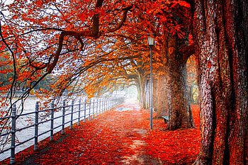 ❤️, Maple leaves, Trees, Park, Autumn, Colorful, October HD wallpaper