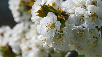 Apple tree flowers blossoming, Wind's gentle caress, Stock video, Nature's enchantment HD wallpaper