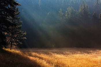 Gold land, graphy, light, bulgaria, trees, sky HD wallpaper