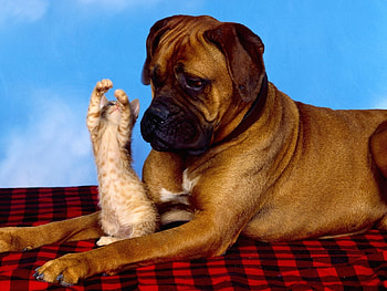 Animals, Cats, Dogs HD wallpaper