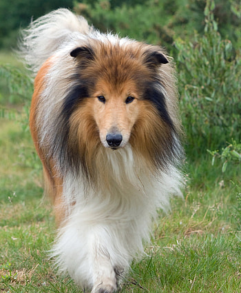 Rough collie, grass, dog HD phone wallpaper