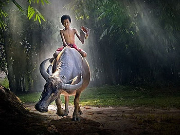 Cattle Rider, cattle, funny, rider HD wallpaper